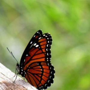 Meet your Posher, Dina